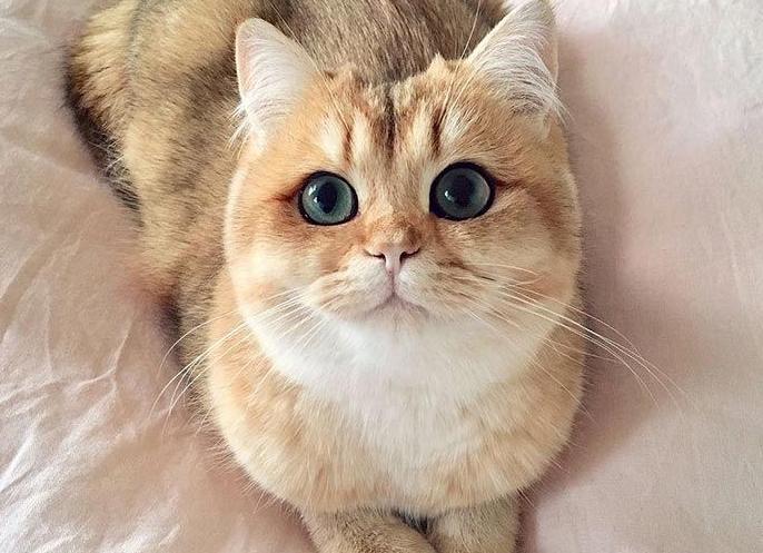 Самые красивые кошки