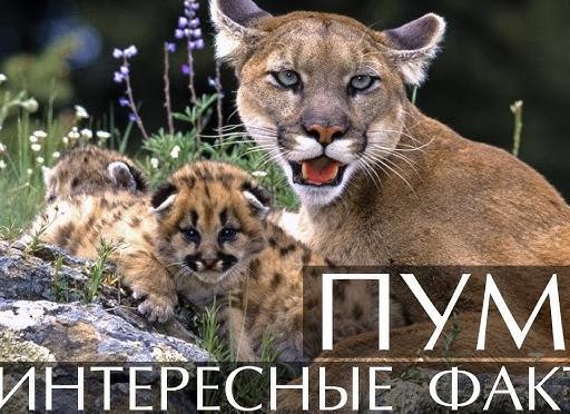 15 интересных фактов о пумах