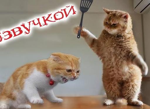 Приколы с кошками