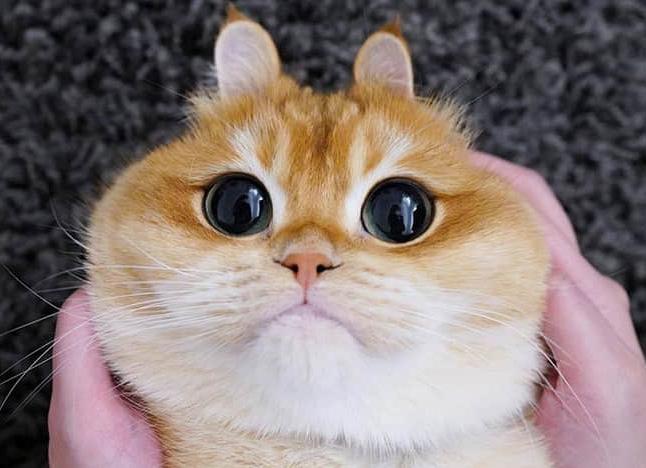 Кот писко с огромными глазами