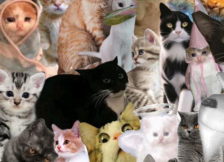 Обои с котами
