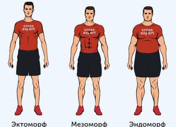 Виды телосложения у мужчин: определение, названия и характеристики с фото