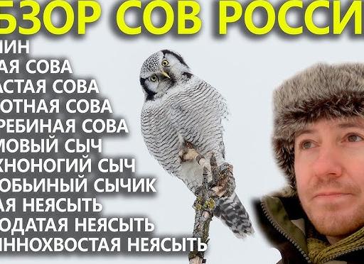 Чем сова отличается от филина, сыча: сравнение, разница, фотографии. почему совы, сычи и филины охотятся только ночью?