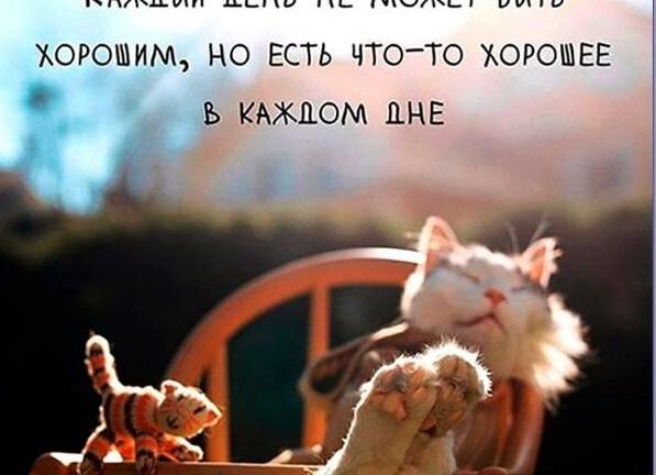 Хорошего дня картинки прикольные смешные
