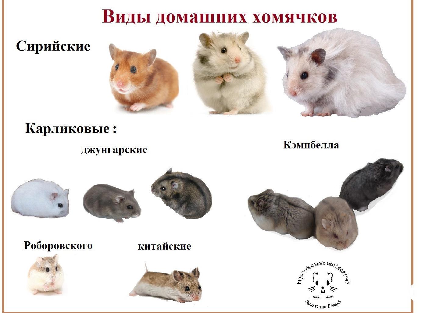 Какие бывают хомяки: породы и разновидности