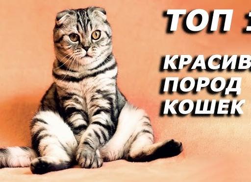Топ-10 самых красивых пород кошек