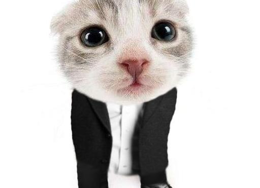 Кот на аву