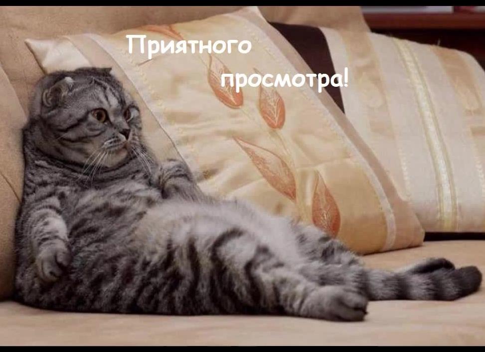 Приколы про котов самые смешные