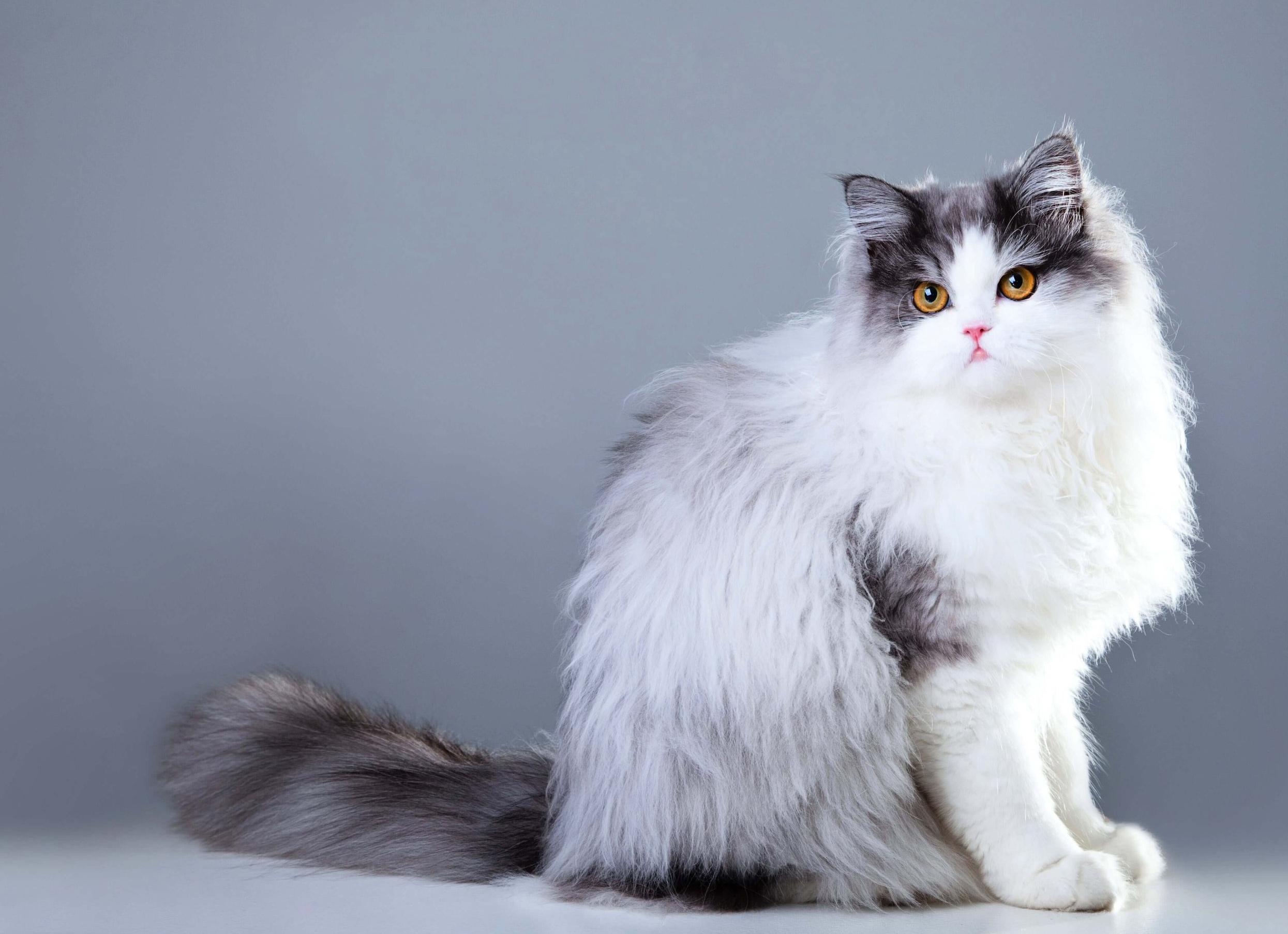 Кошки