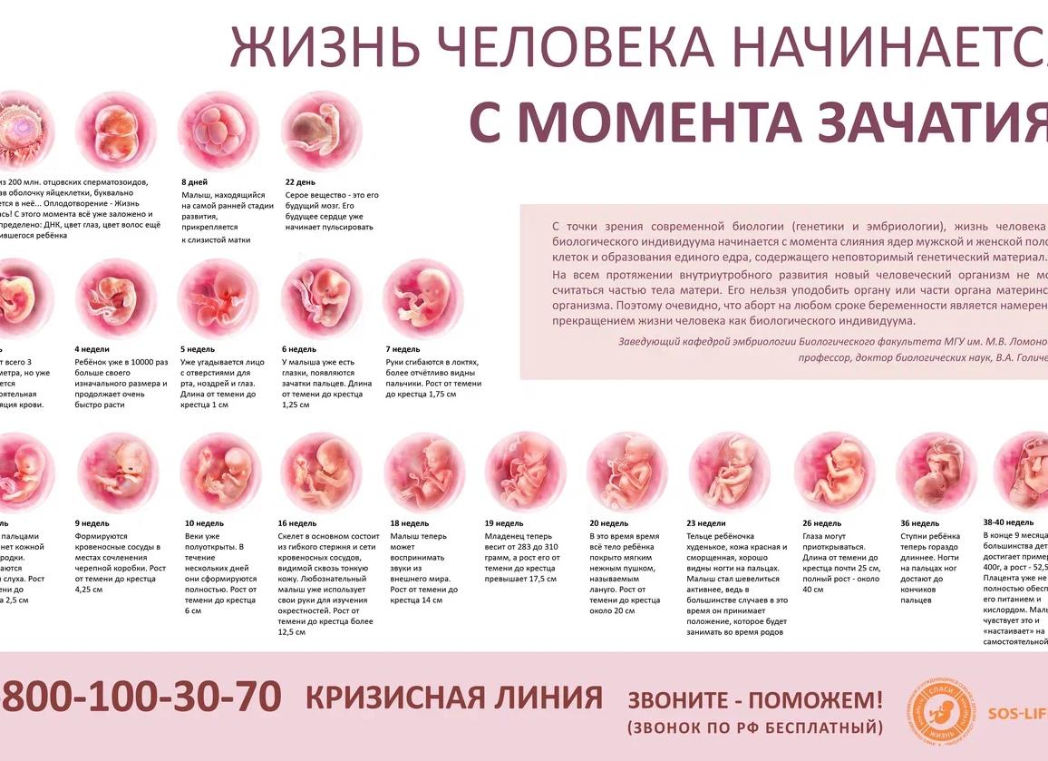 Развитие беременности по неделям