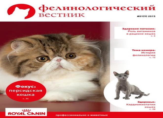 Скоттиш фолд: подробное описание породы, советы владельцев по уходу и характеру кошки (95 фото)