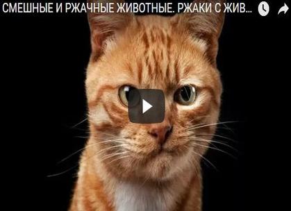 Видео приколы скачать