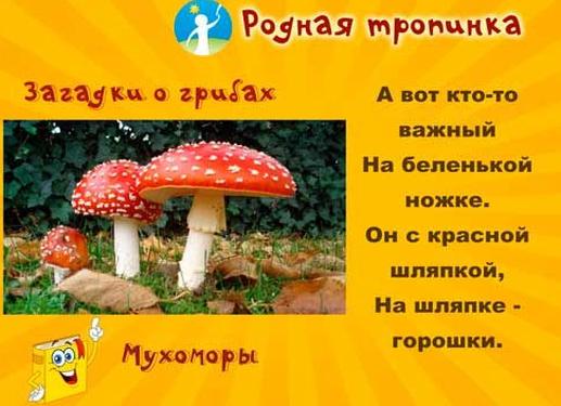 Загадки про грибы