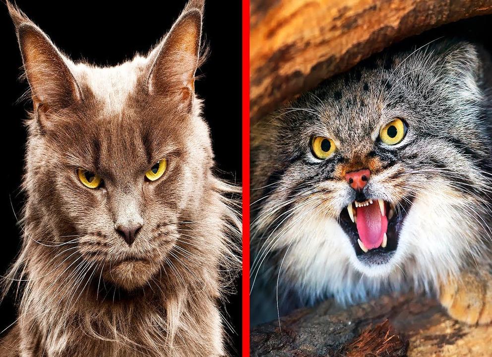 Уродливый кот: примеры самых некрасивых пород