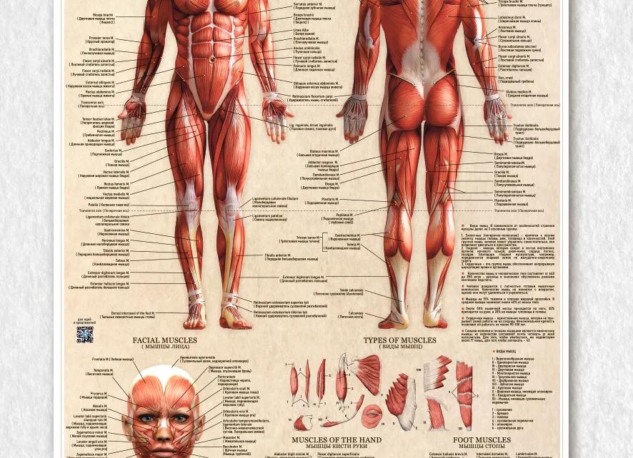 Умным людям лучше быть одним, — исследования