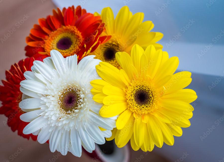 Гифки розы, букеты роз разных цветов