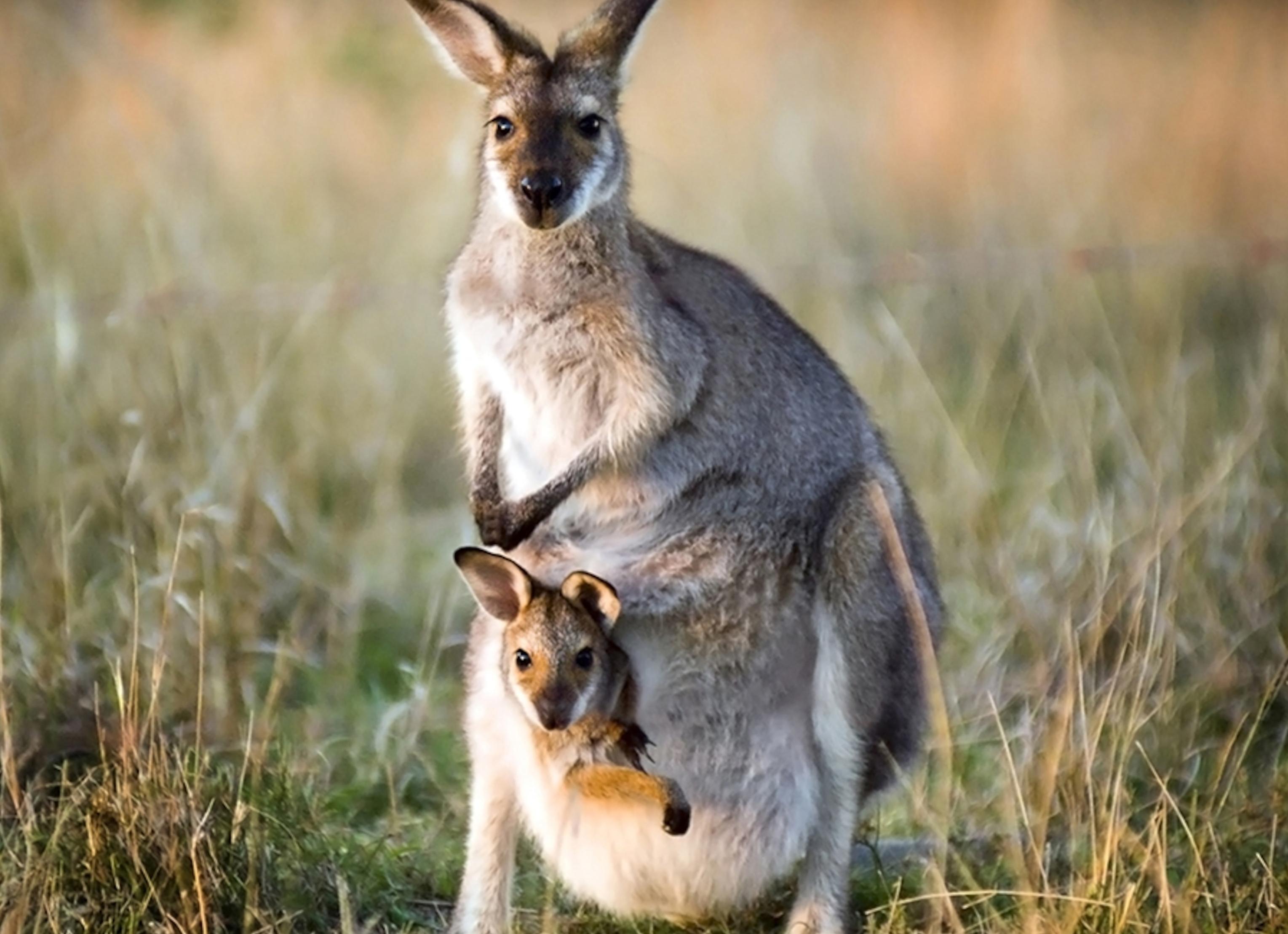 Детские интеллектуальные игры
