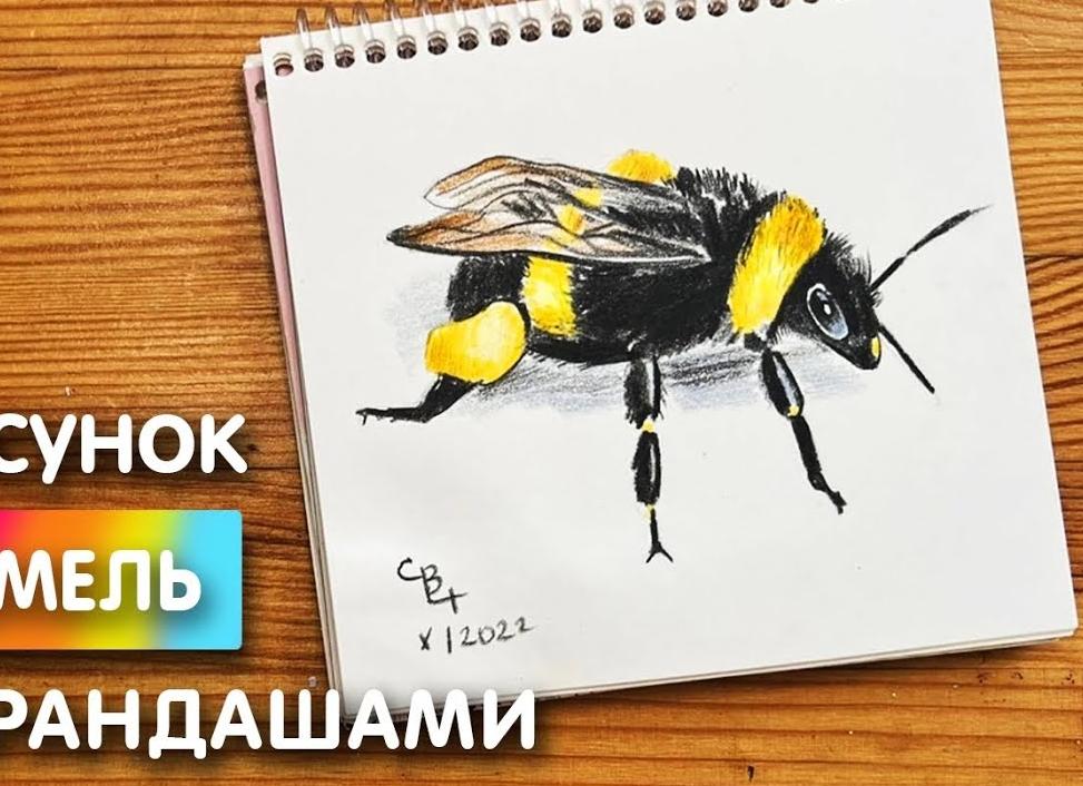 Как нарисовать пчелу карандашом и красками поэтапно